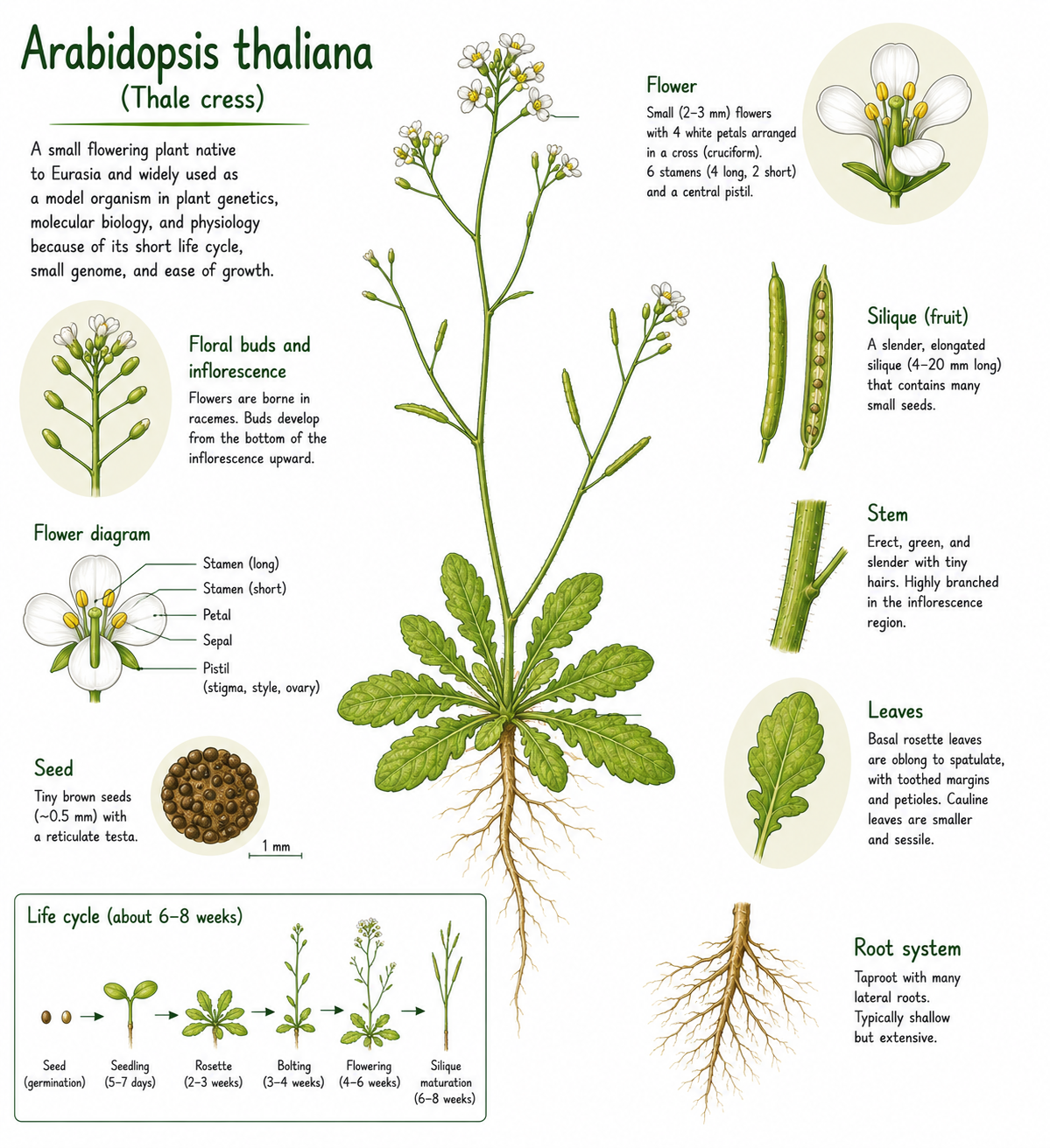 Anatomically correct diagram of Arabidopsis thaliana