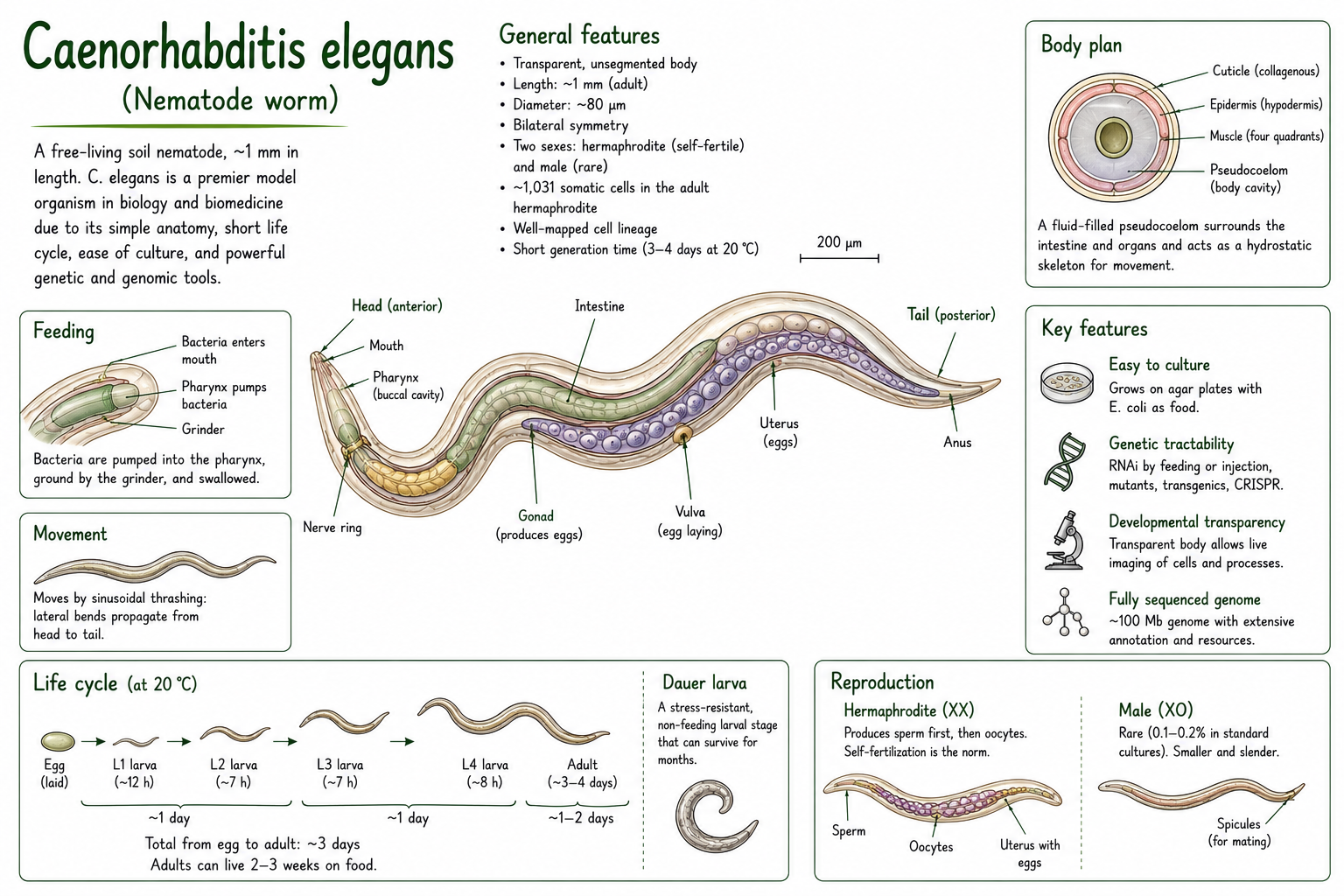 Anatomically correct diagram of C elegans