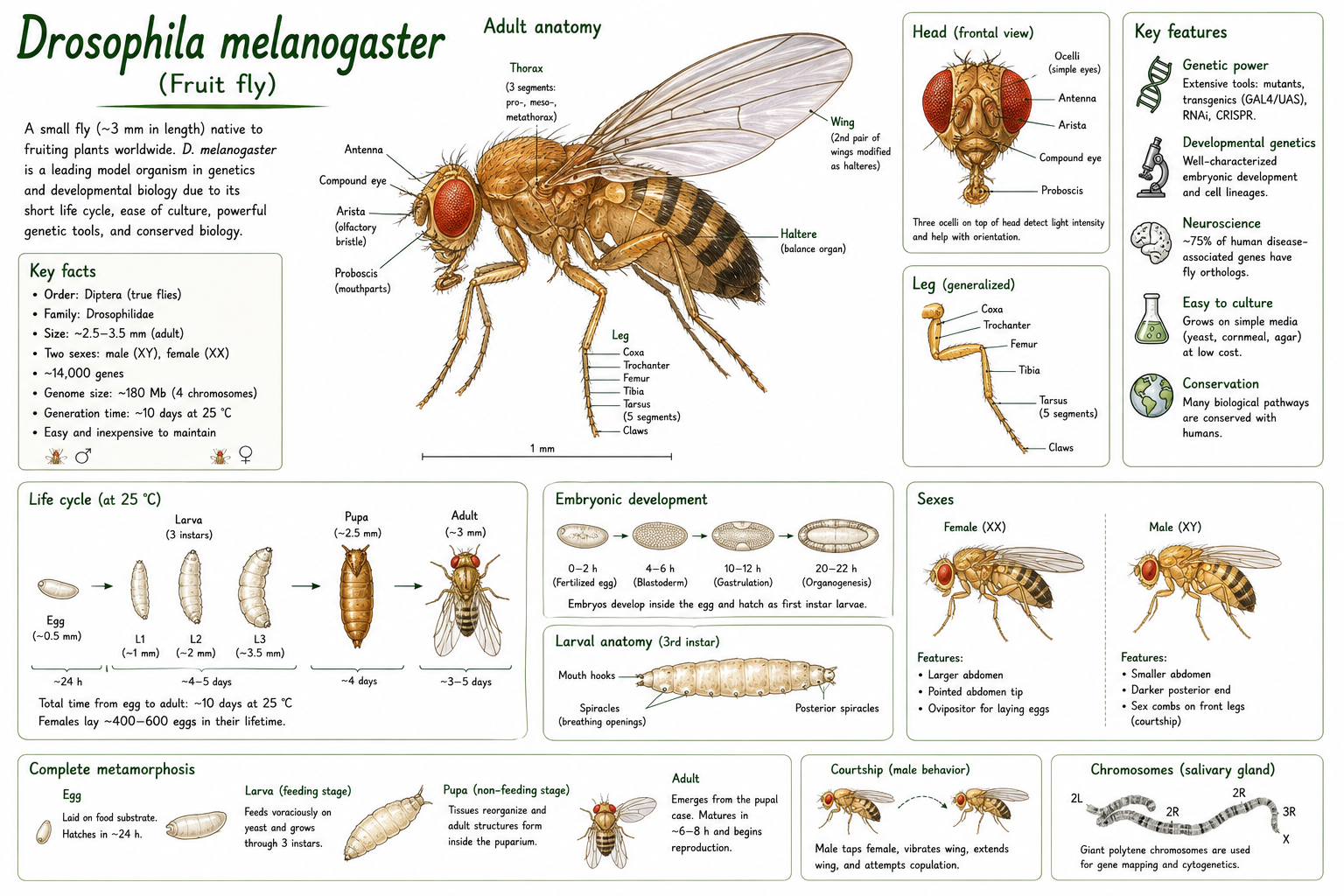 Anatomically correct diagram of D melanogaster